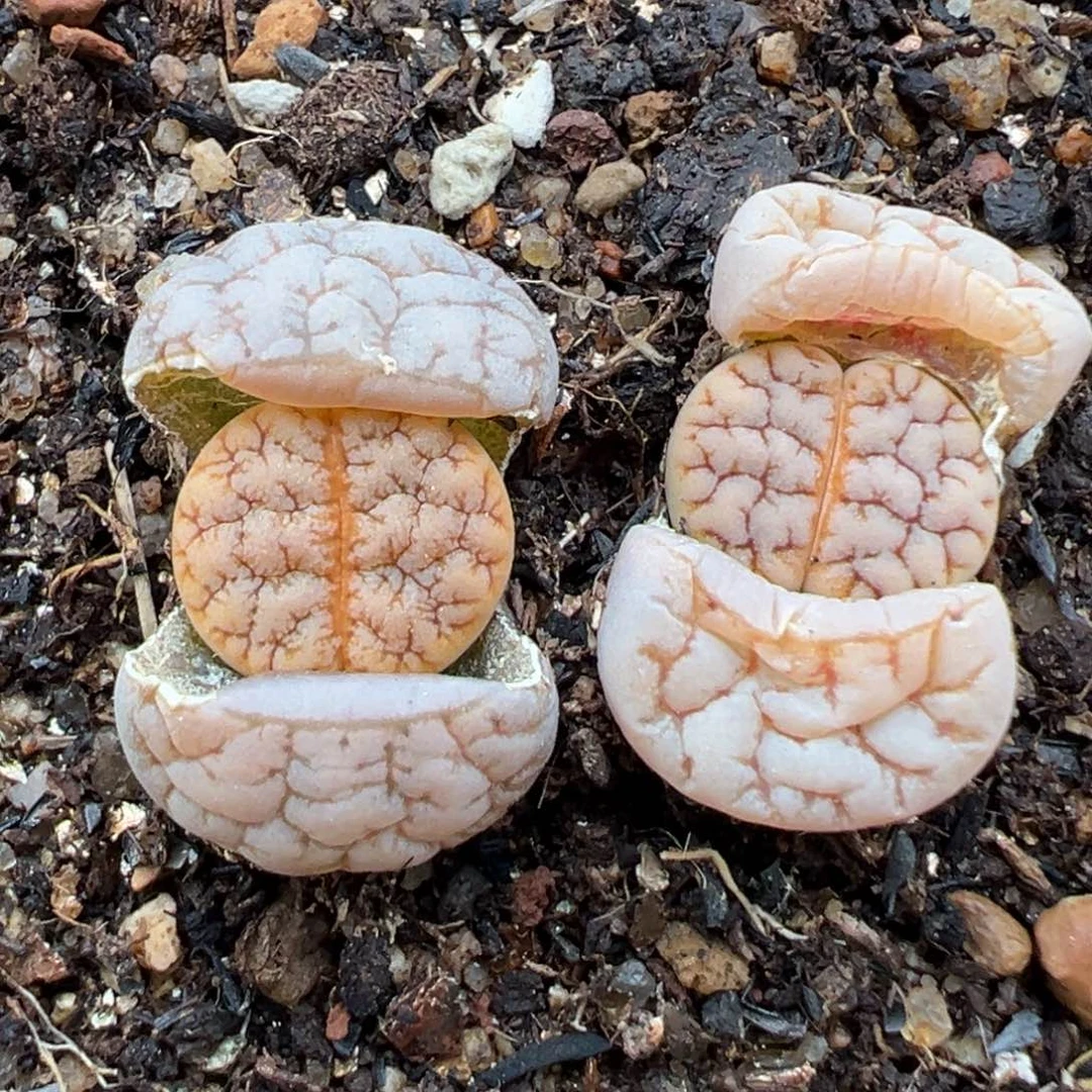 1.25好看的多肉657