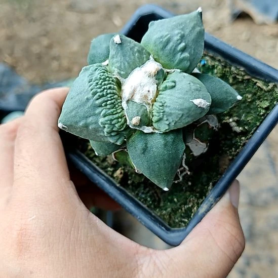 草球苗接怒涛牡丹