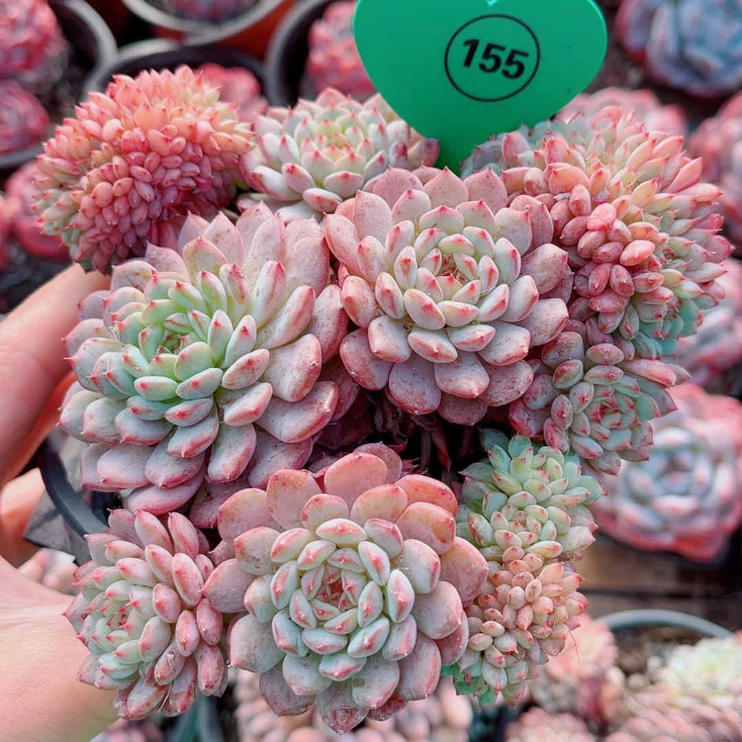 155号小老桩白胖子缀