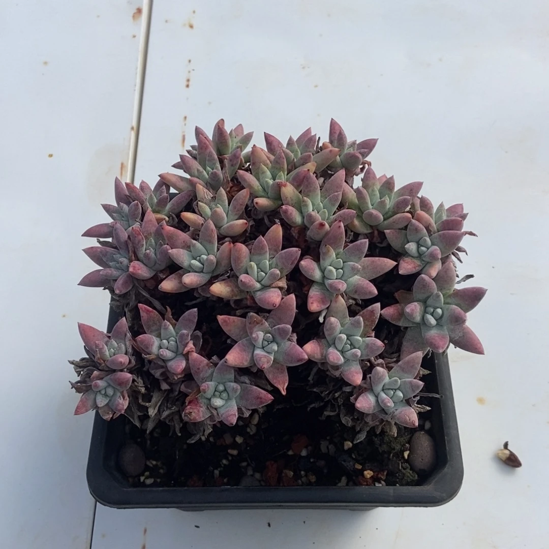 白姆多肉植物啦啦啦