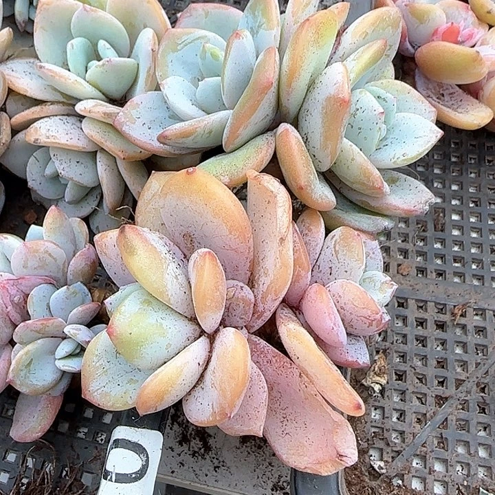 心****师青蛙王子儿童牙膏111