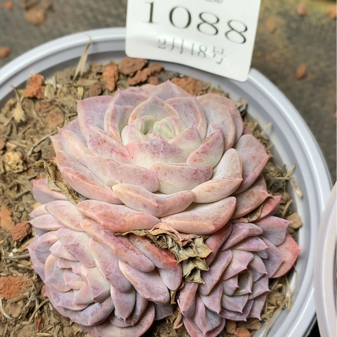 【闪购商品】云1088