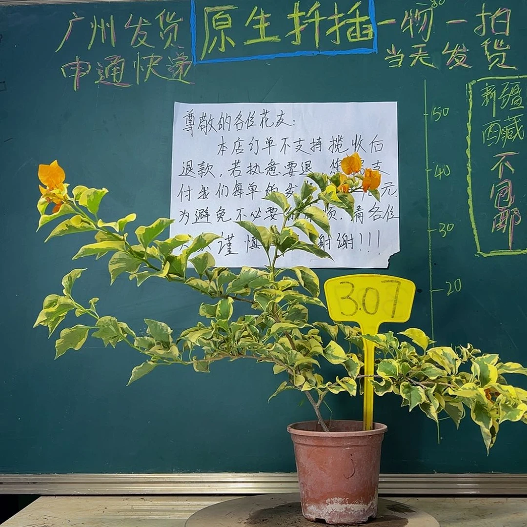 当前无花栽培后可以开花  接不接  307