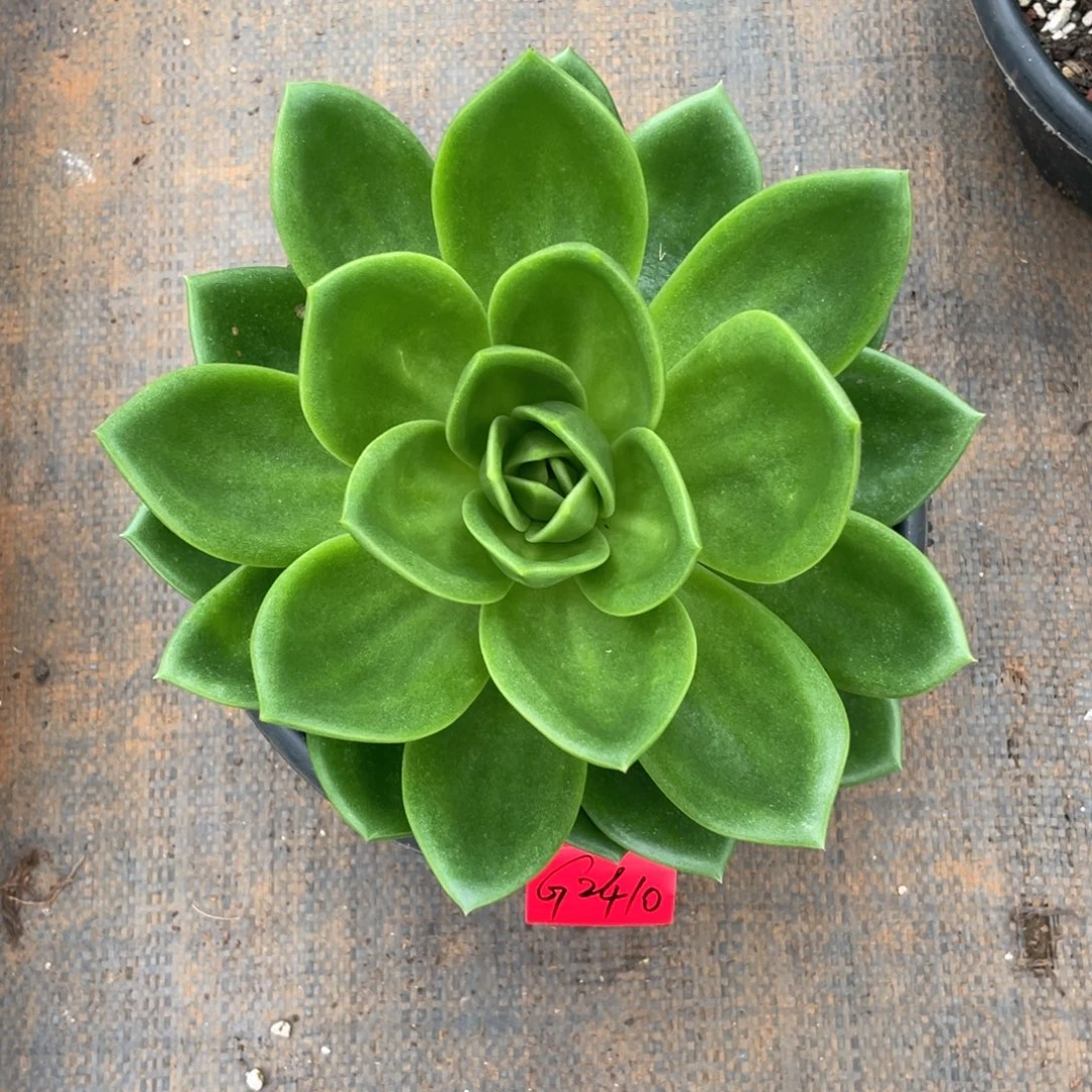 多肉植物多肉植物2410