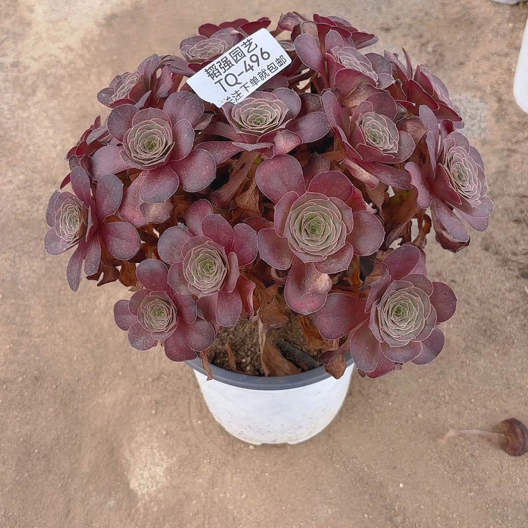 魅金绣球多肉植物上496