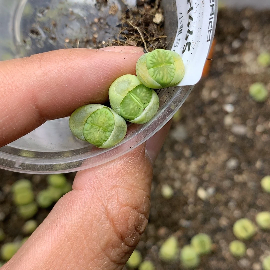 H445多肉植物保护