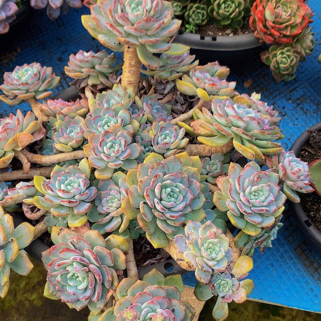 米***拉千山雪28003。