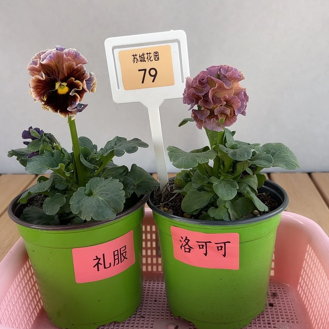 大部分开放少量花苞79