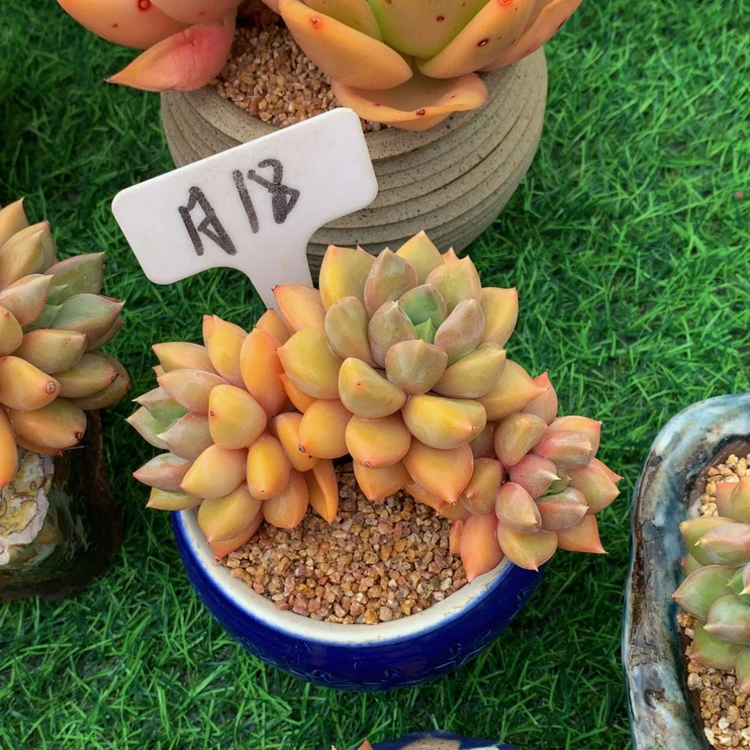 欣**六红象牙多肉植物62727