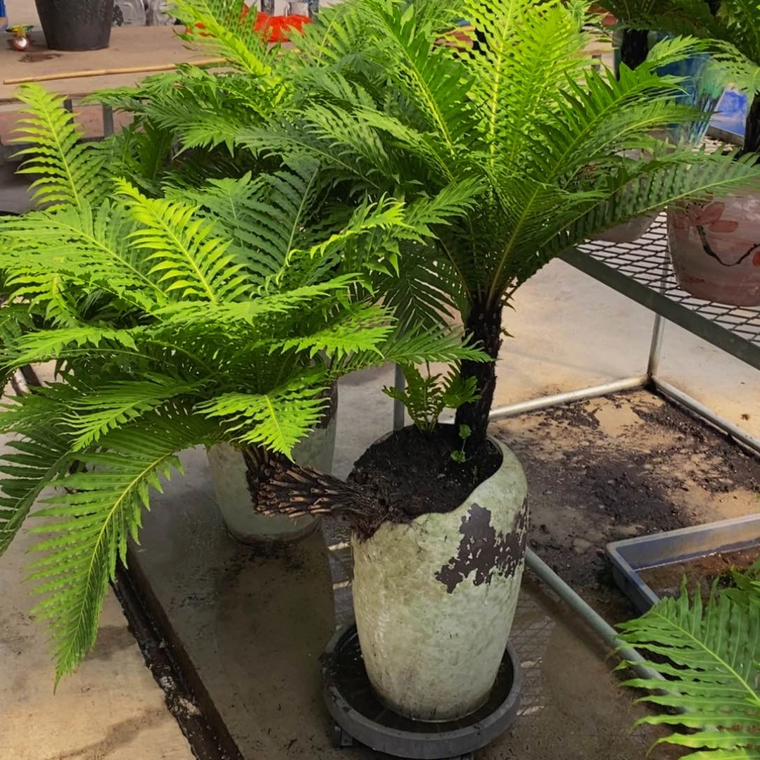 无花朵黎*斜飘1米1