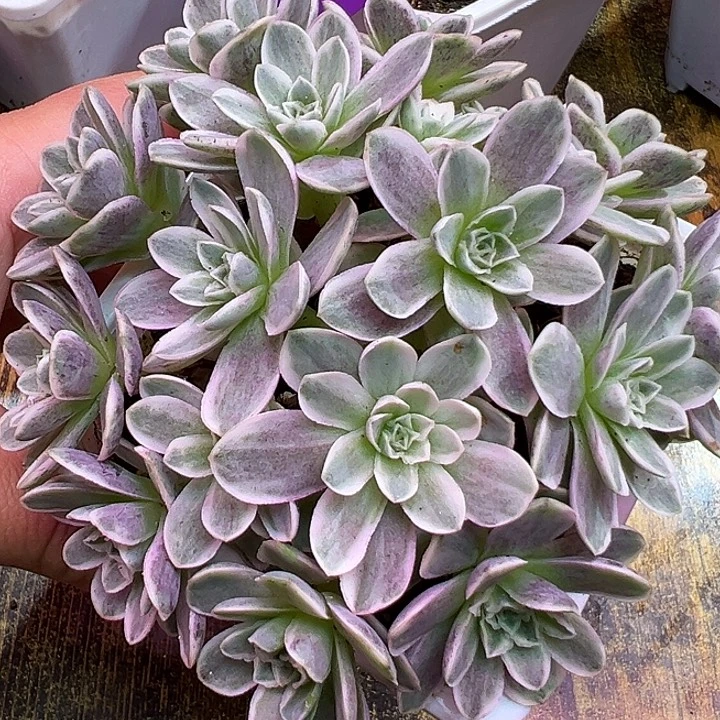 山地玫瑰锦秋夕1013号