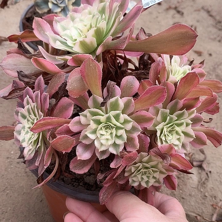 191红铜白多肉植物福利