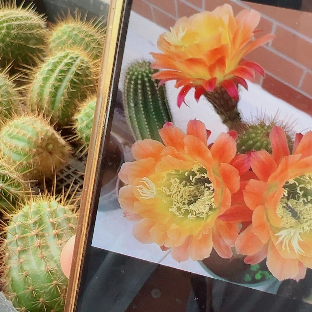 毛花柱 杏光辉 侧芽 000