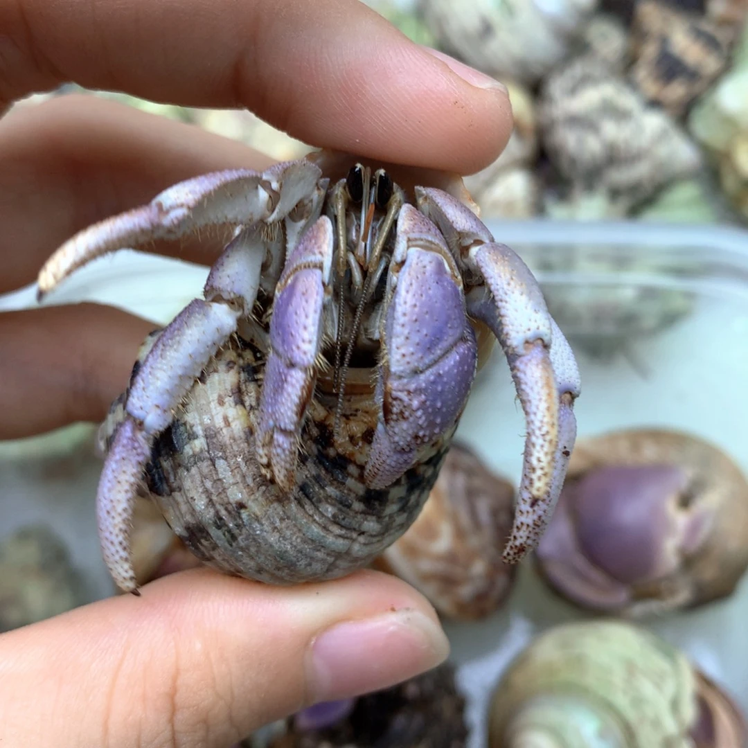 a10梦幻清透白紫里拉