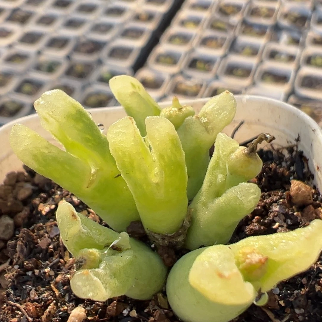 88多肉植物百科植物