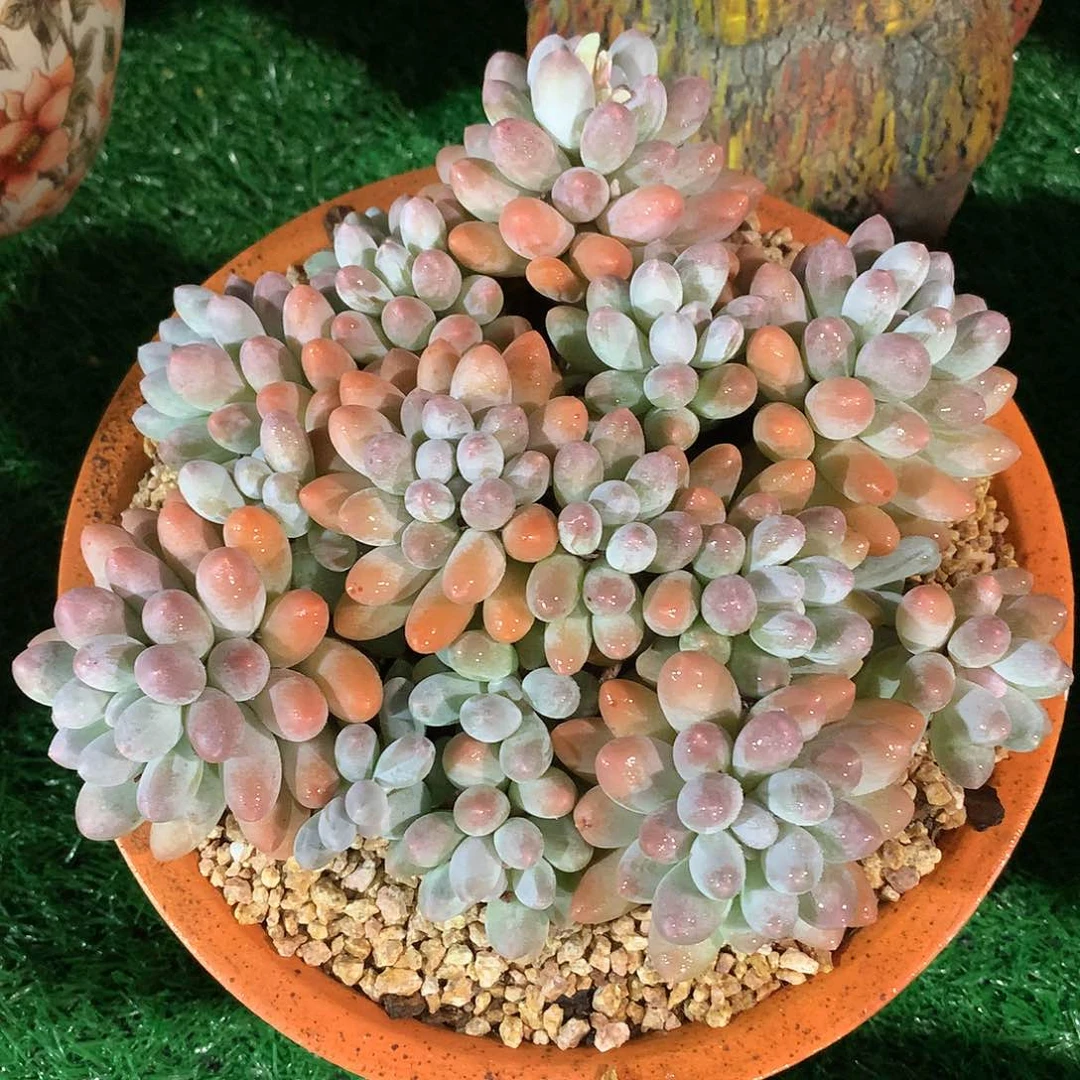 汤圆群22 公分一物一拍