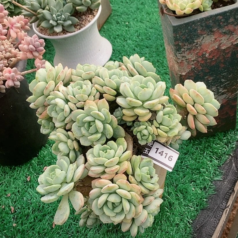 【闪购商品】香草1416