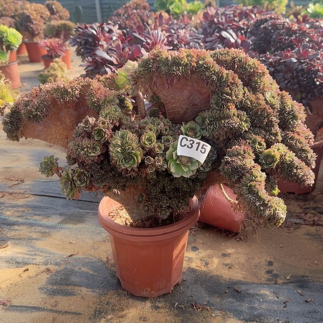 315万朵朵有伤一颗呀呀