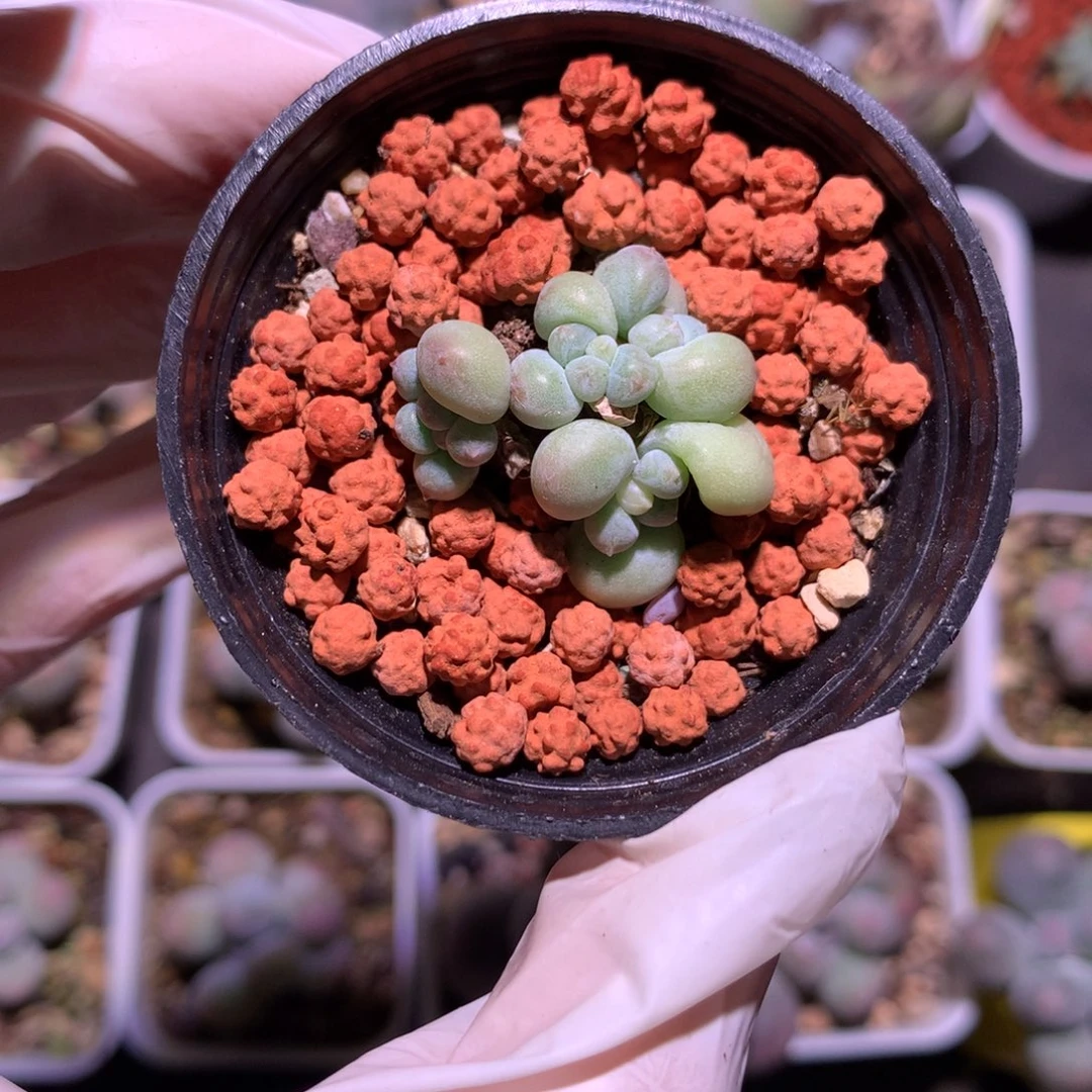 萤火虫萤火虫萤火虫