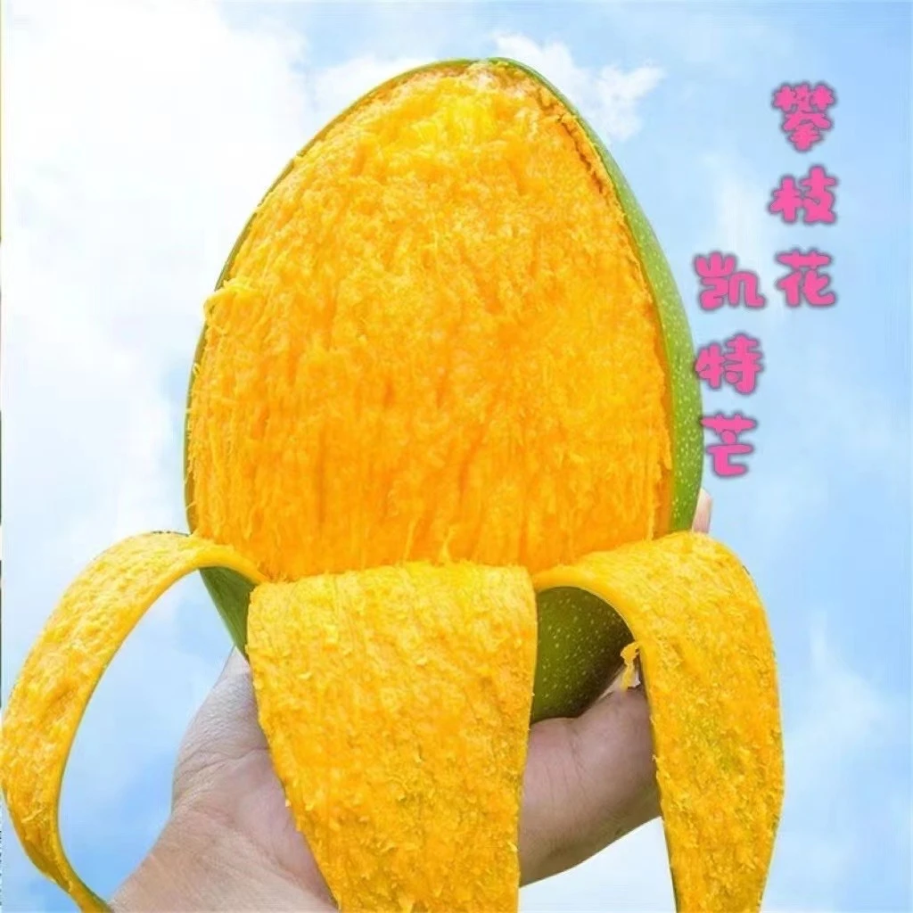 四川攀枝花凯特芒果芒青芒整箱包邮应当季新鲜水果青芒大青芒大脸