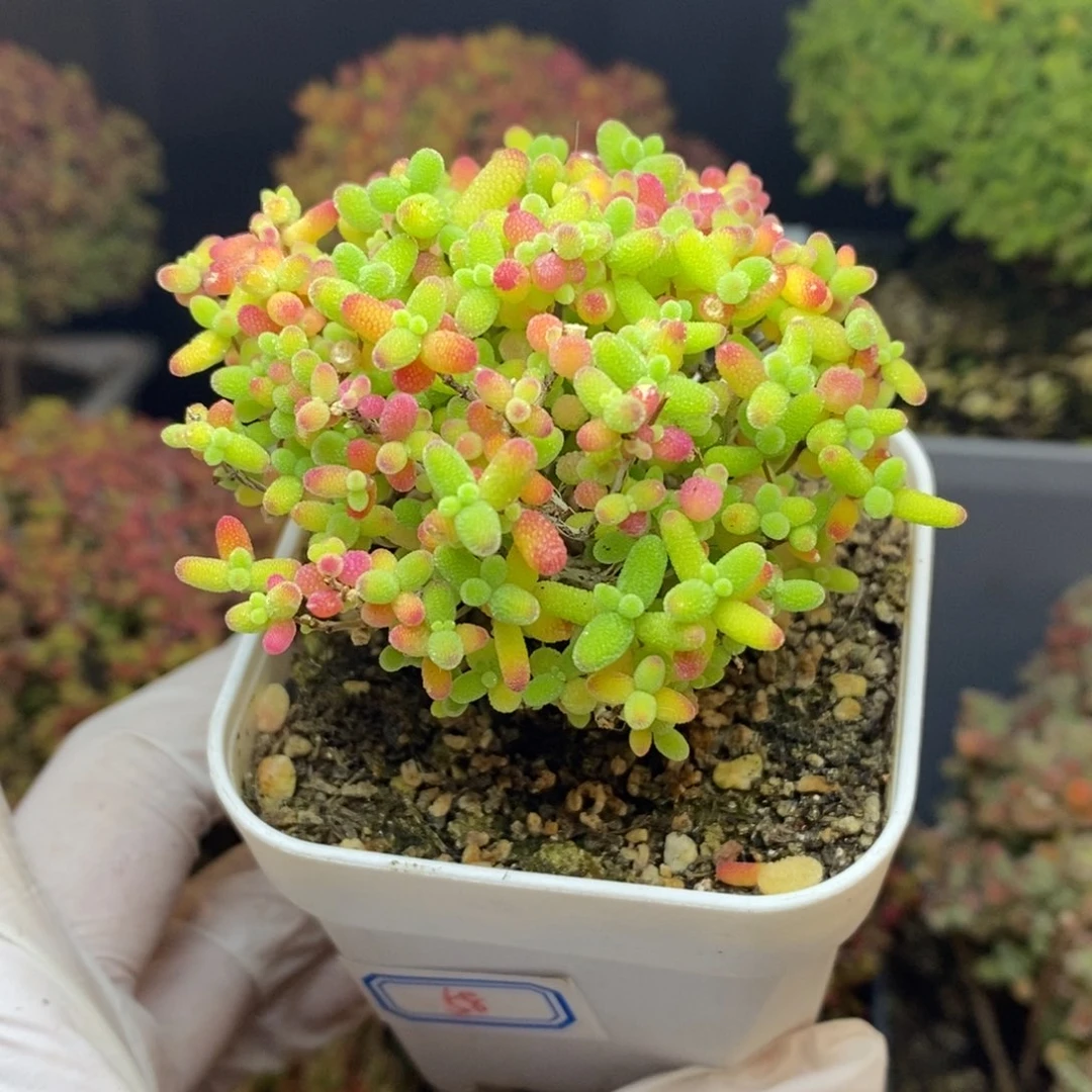 无花朵58号蜜橘糖球枝干（特价）