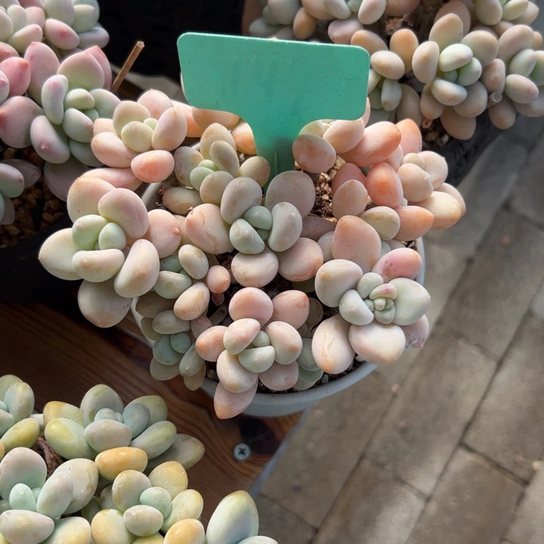 珊*多肉植物一物一拍