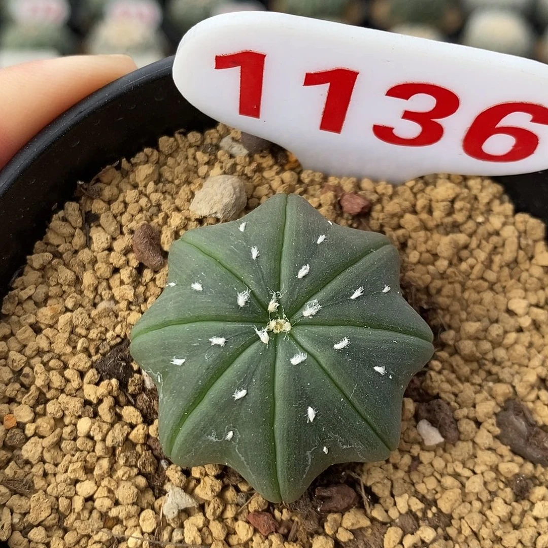 1136琉璃海星带指纹基因