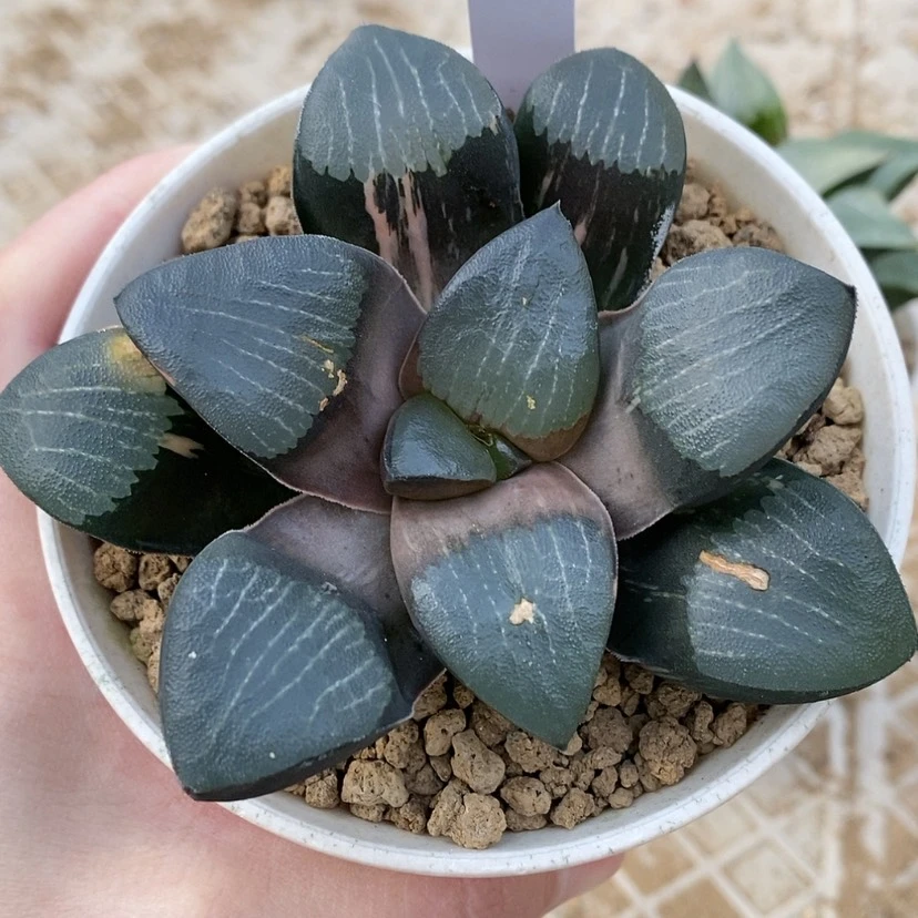 【闪购商品】12实生克锦