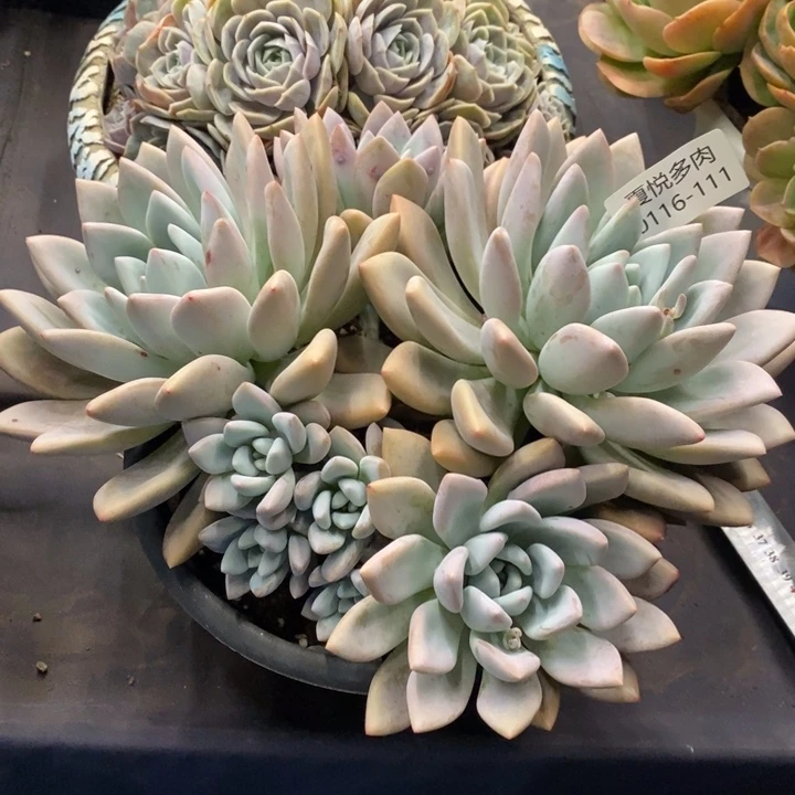 N*N夏悦多肉0116-111奥普