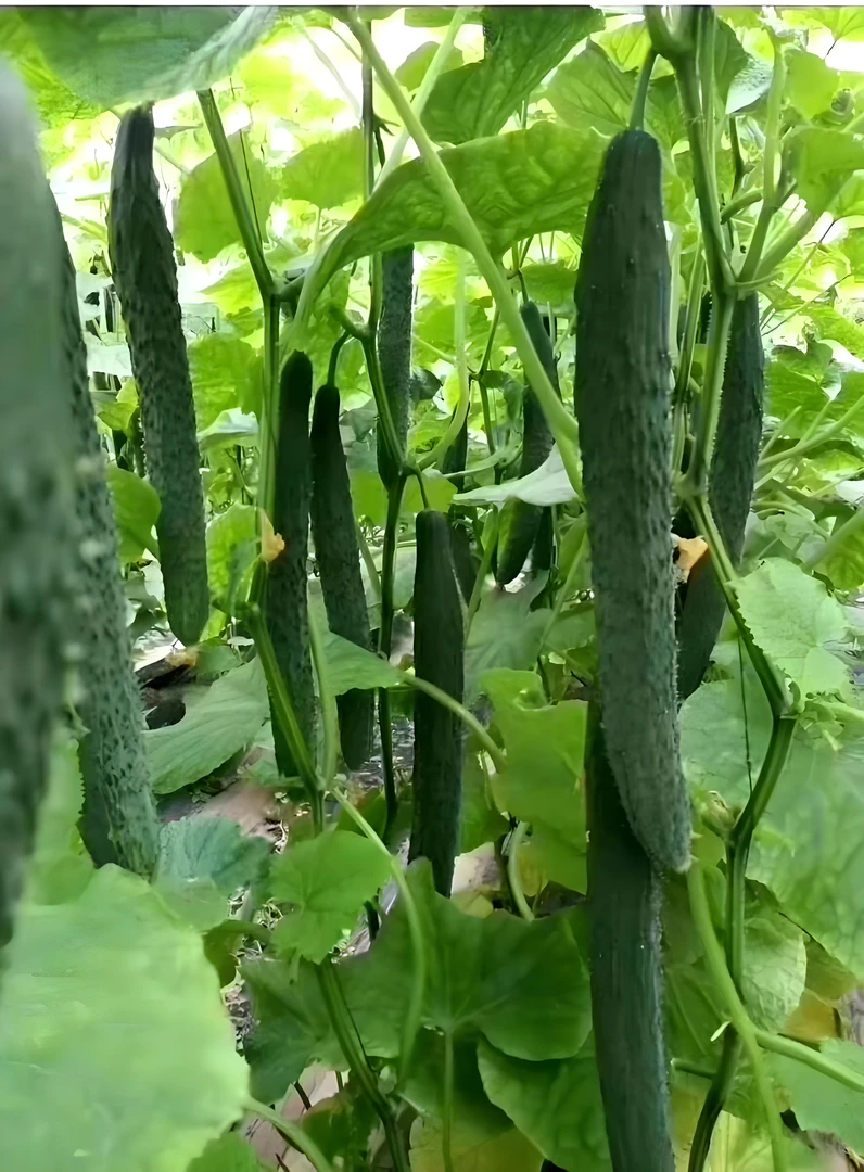 【买一送一】万家黄瓜瓜种子老品种高产旱黄瓜种籽四季春夏秋水果