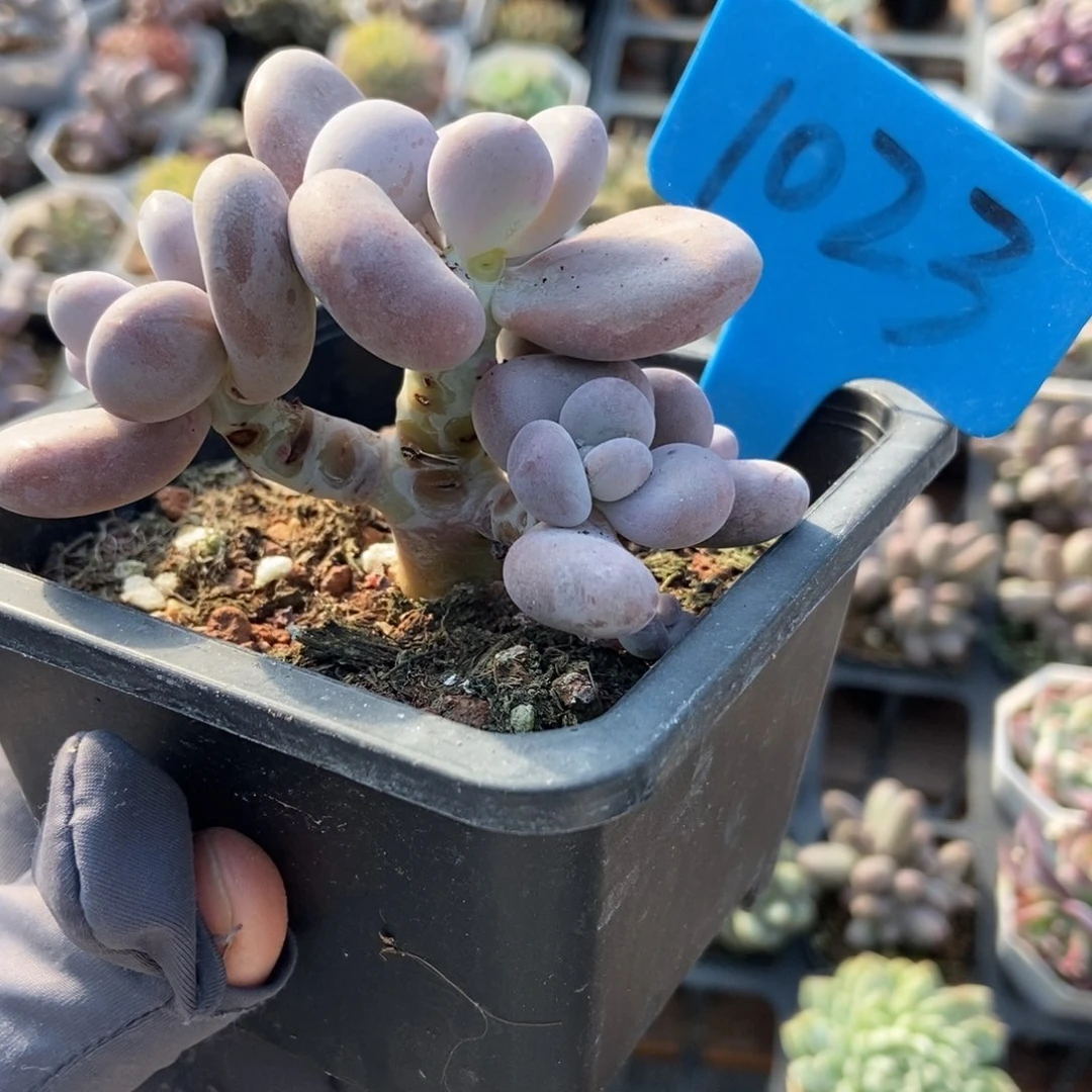 1023奶酪多肉植物多肉