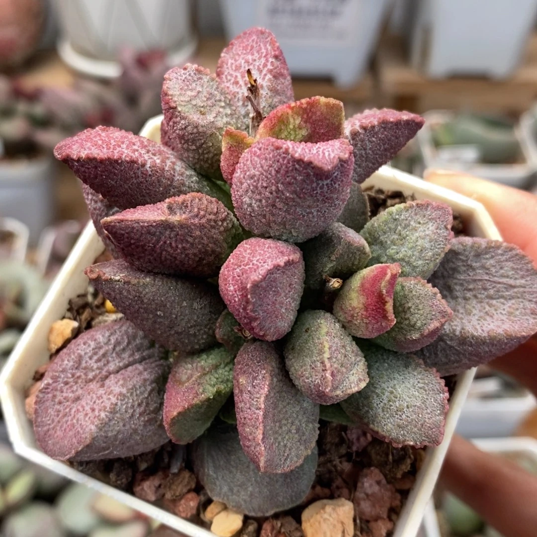 塞猪肝水泡多肉植物