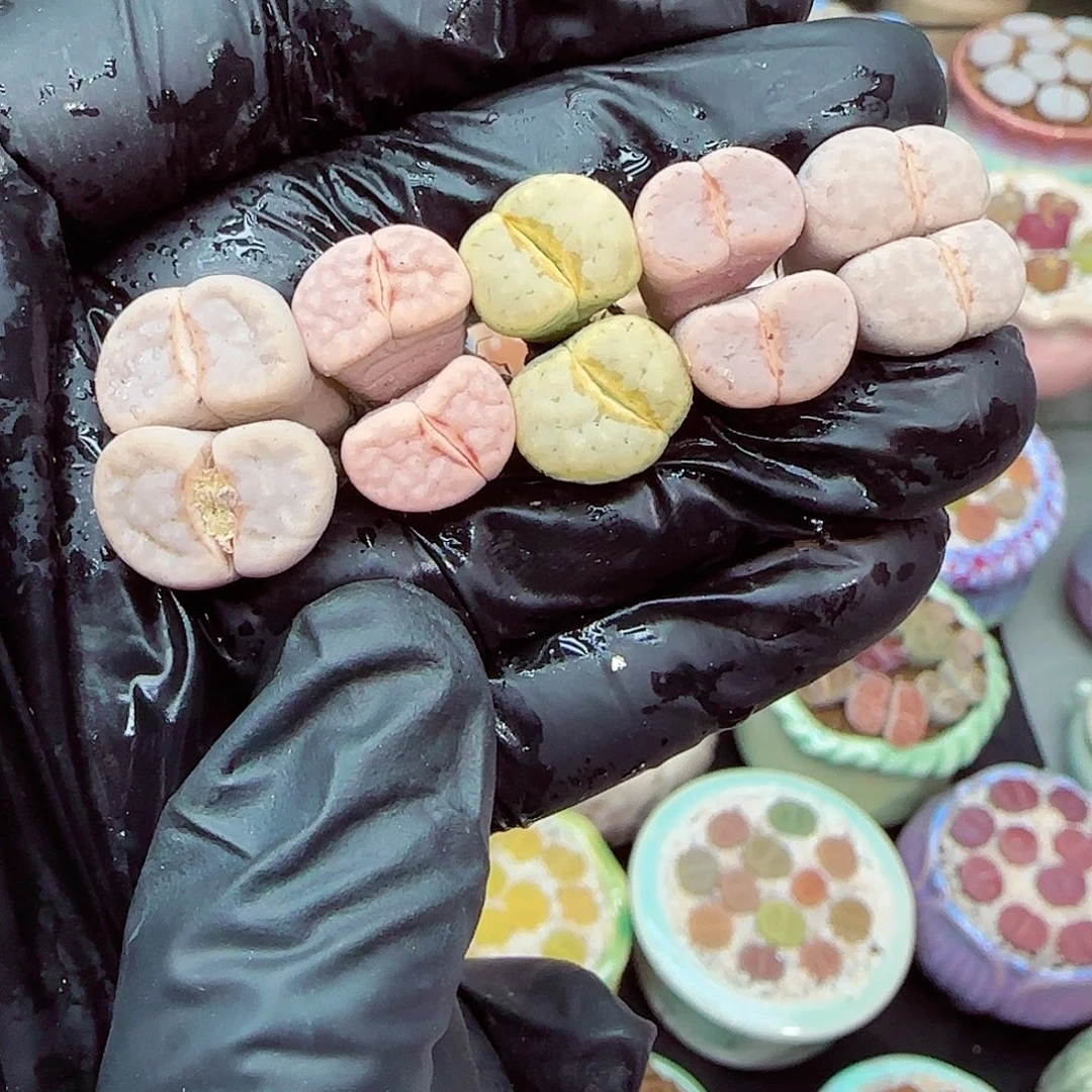 生石花满18包邮0104-25