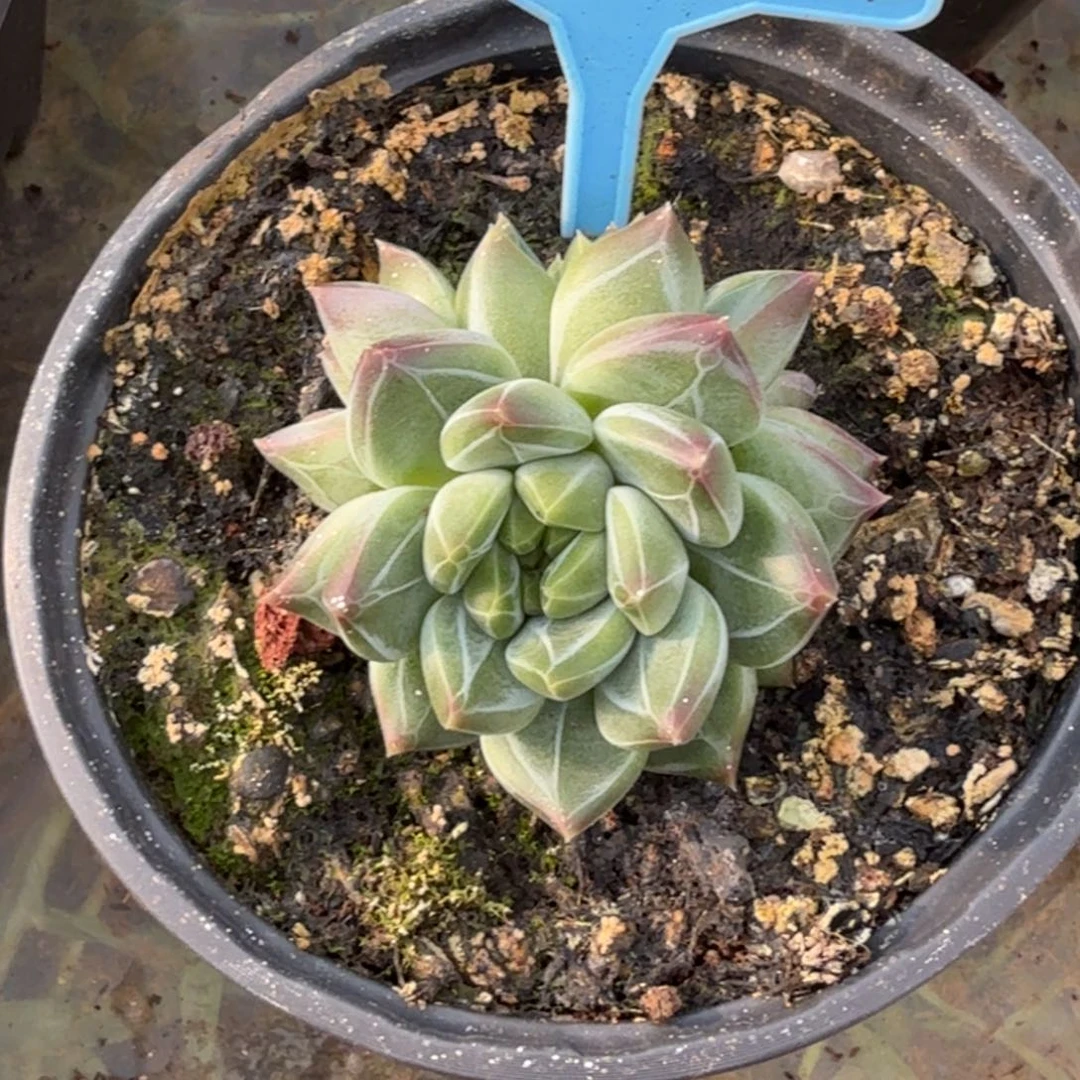 暗纹美人一物一拍018