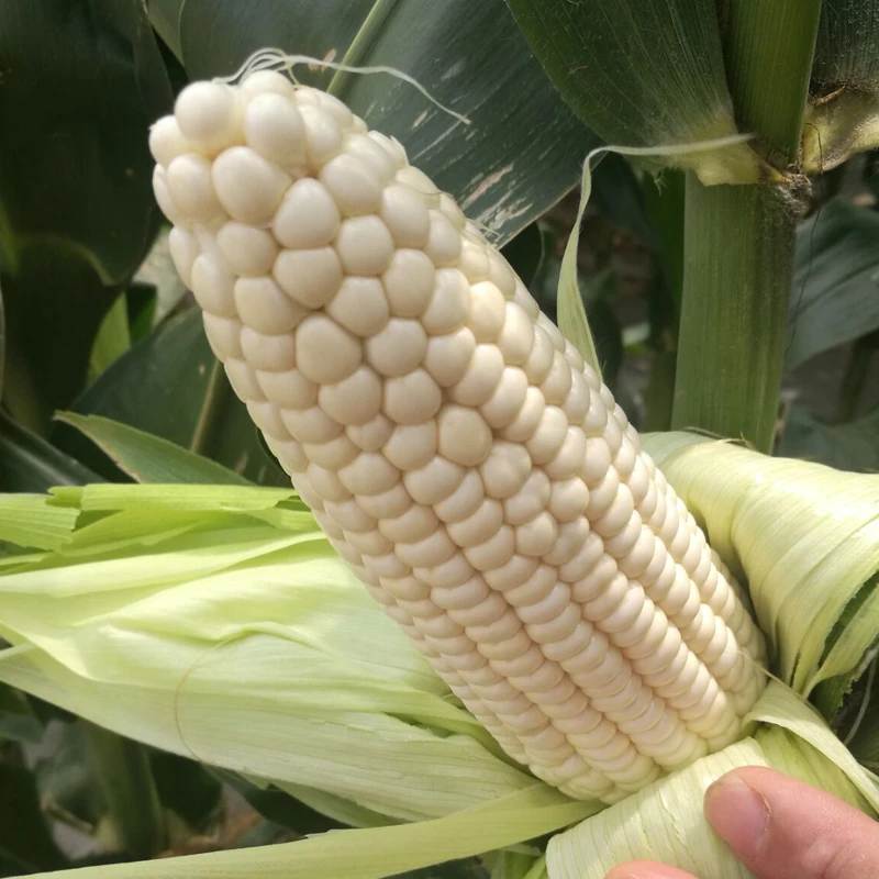 苏北新鲜白糯玉米农家种植新鲜玉米粘玉米宝宝辅食时令蔬菜