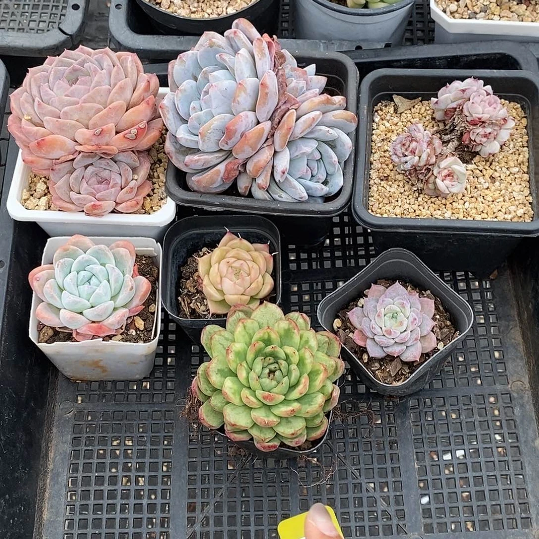 1120143筐拍福利不售后