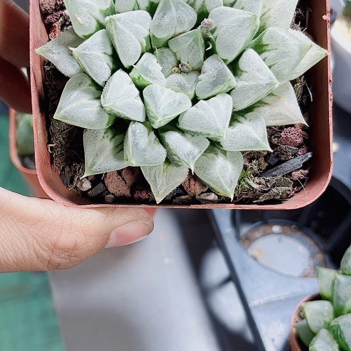 母本爱心寿新手好养