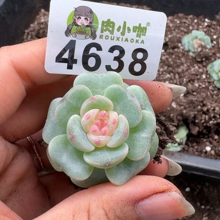 多肉植物多肉植物