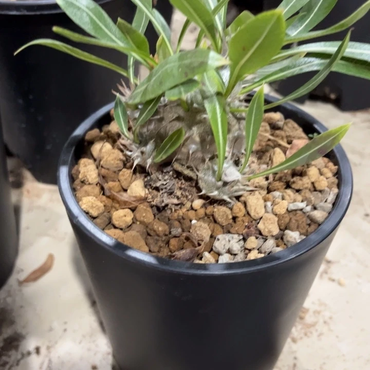 候***归大黑111111111111