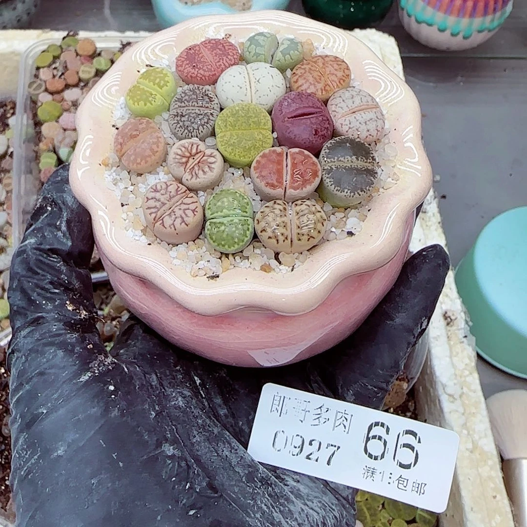 生石花满18包邮0927-66