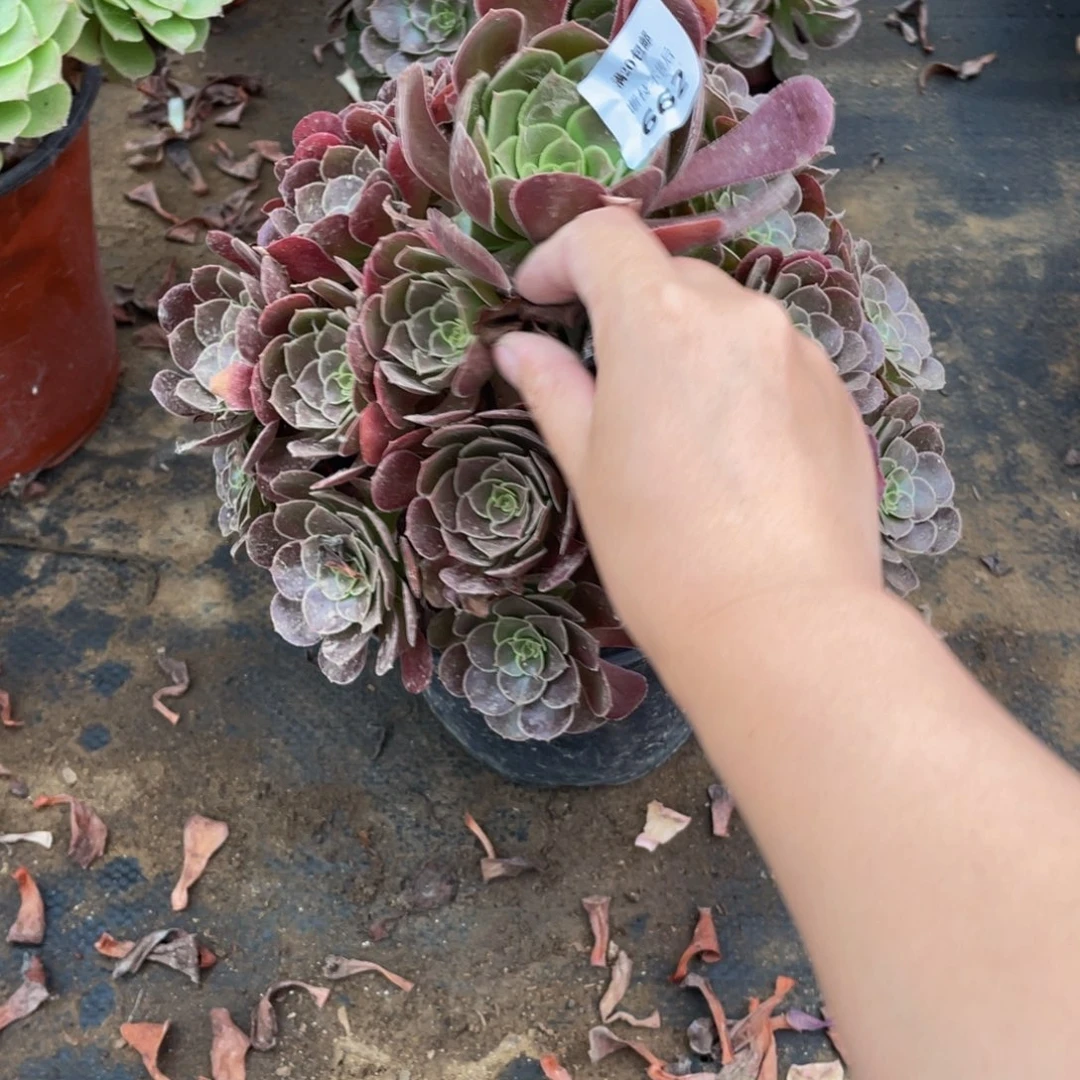 662荷兰法师多肉断枝不包
