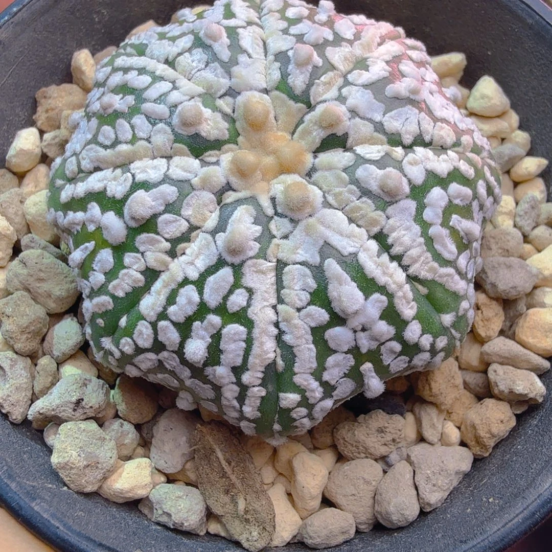 飞碟海星爪爪高绒多肉植物