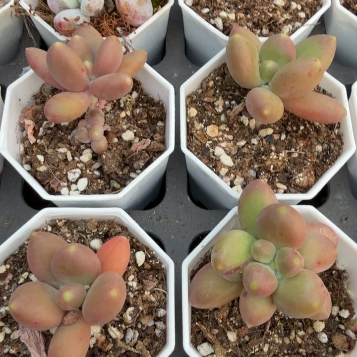 芒果奶。