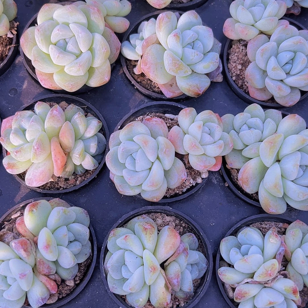 5厘米盆冰玉双头2颗