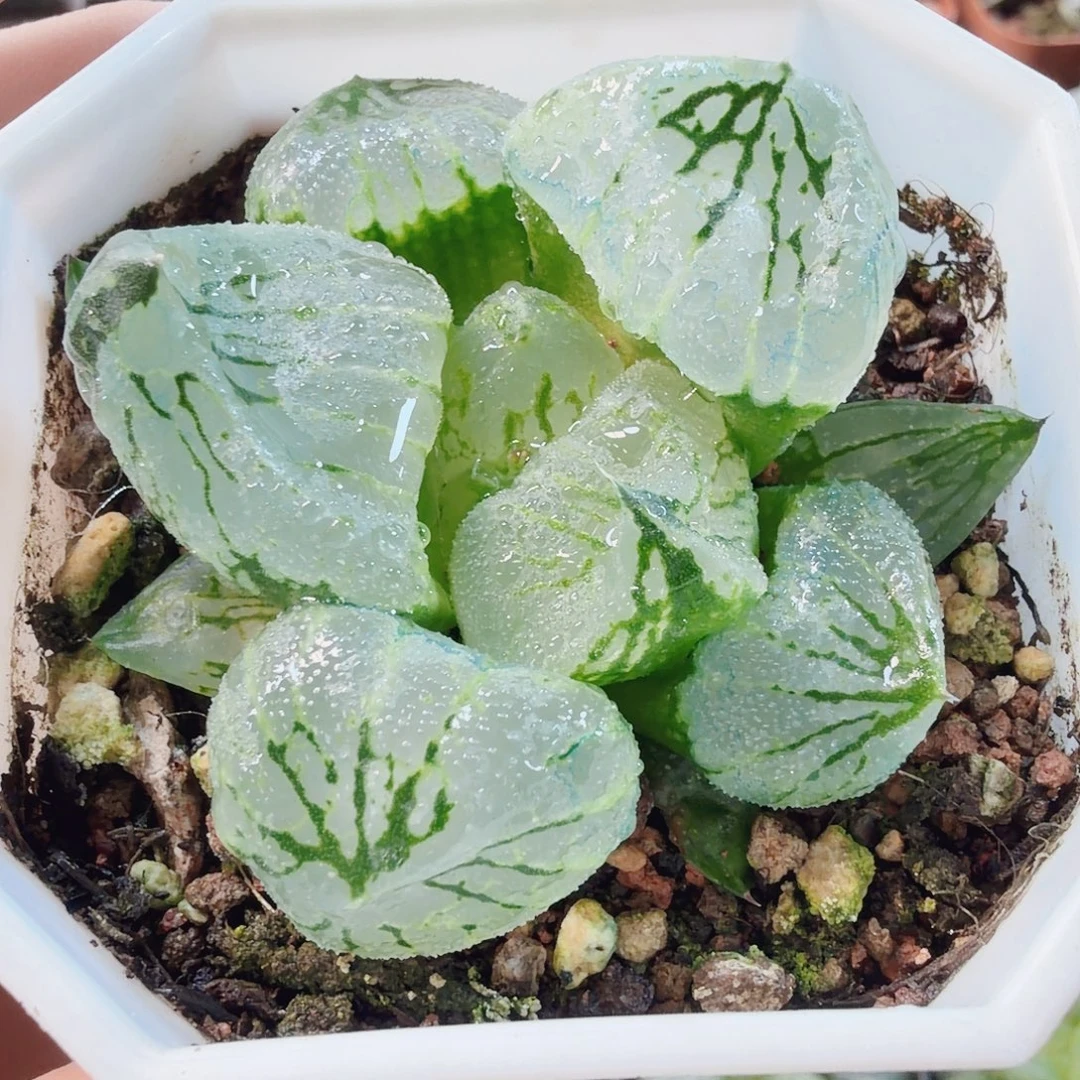 摇***亮十二卷福利杨贵妃巨大窗福利