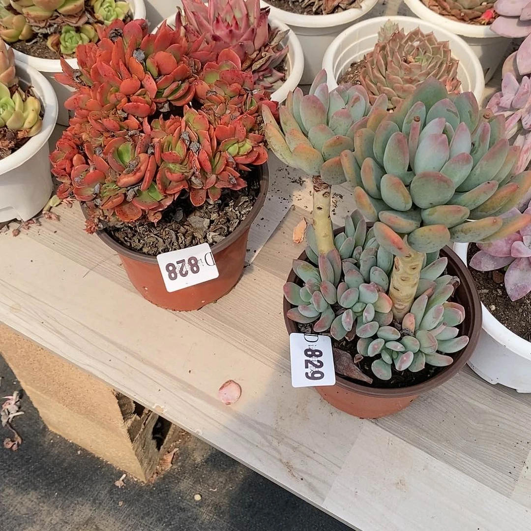 你***光828缀加829灰姑娘多肉2颗