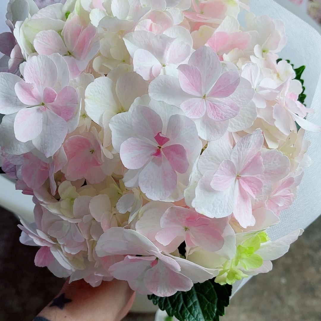 完全开放稀有绣球花217