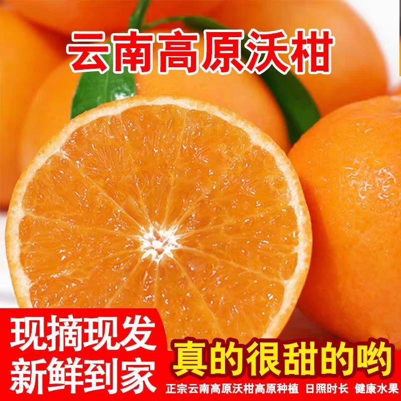 【云南沃柑】产地直发云南高山沃柑新鲜水果薄皮桔子应季柑橘