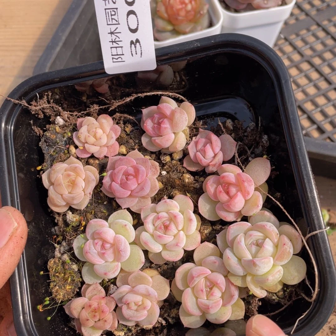 多肉植物多肉植物300