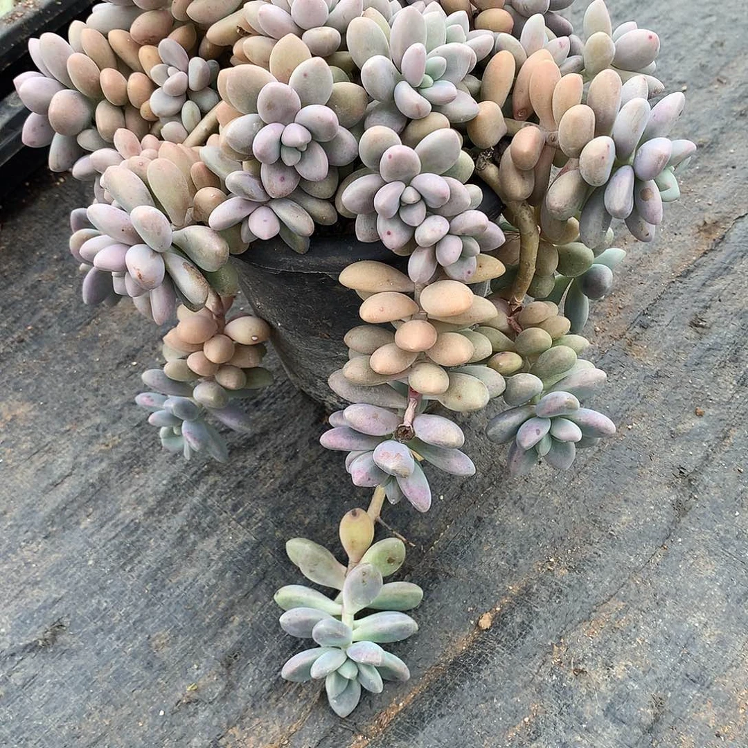 爱香一物一拍22-41